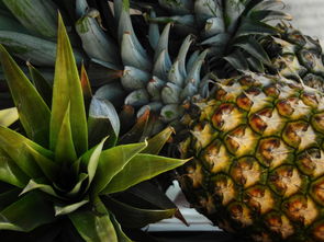 世界水果前十，世界十大水果排行榜