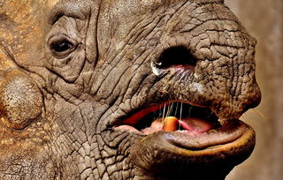 世界上最冤的玉环,玉环十大怪