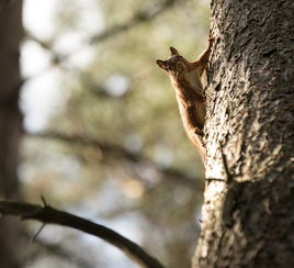 世界最歪的树排名前十位,世界最歪的树排名前十位图片