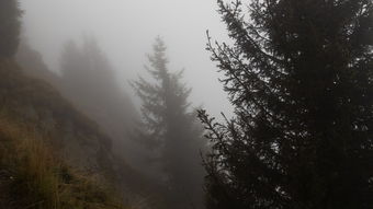 很恐怖的哥斯拉，十大排名最恐怖的哥斯拉