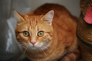 猫的世界排名，世界前十猫哥排名