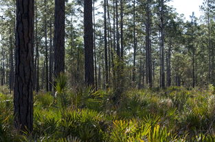 全世界最稀少的植物,世界上最稀少的知音