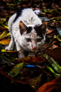 全世界各国名犬排名前十,世界各国名犬的名字