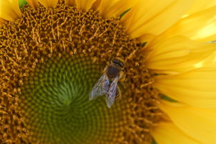 中国最稀少蜂蜜,中国的蜂蜜