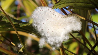 世界上最脏的树叶，世界上最脏的两种东西