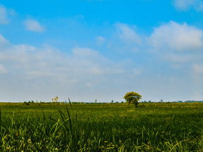 最荒废的中国农田是哪里,最荒废的中国农田
