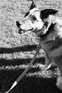 恶犬宠物十大排名，恶犬宠物十大排名品种