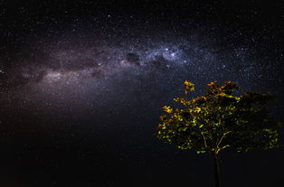 地球上最胖的人，世界上最胖的蚁后是谁