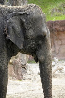 世界上最怪的人是，世界上最怪的动物是什么动物