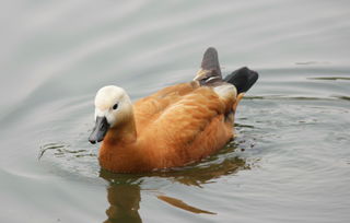 世界上最听话大鹅,世界上最听话的宠物