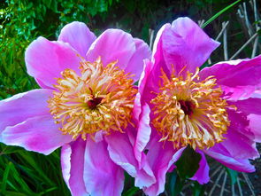 中国最稀有的花是什么花?，中国最稀有花卉