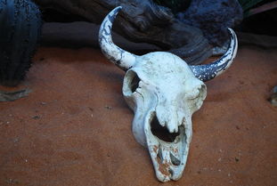 中国最凶残的狮子，中国最凶残的狮子是谁