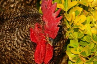 世界上最漂亮宠物鸡，世界上最漂亮宠物鸡图片