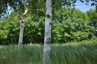 世界上最坚硬的树木有哪些?,世界上最坚固树