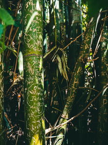 世界上最红的竹子是什么,世界上最红的竹子