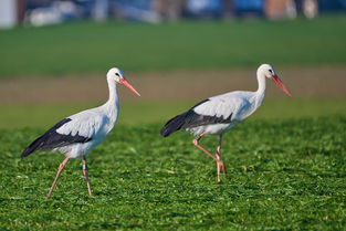 世界上最黑的乌龟，世界上最乌黑的乌鸡