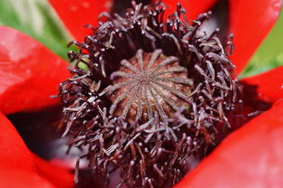 世界上最毒的花视频,世界上最花哨的毒药