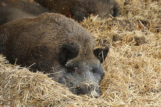 世界上最奇怪的被子，世界上最奇怪的东西是什么东西