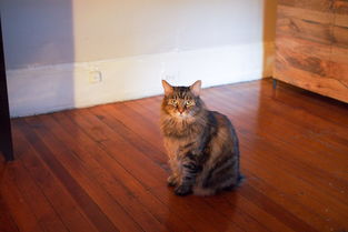 世界上最烂动画猫图片，世界上最烂的