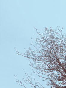 中国最古老最值钱的树，中国最古老的树排行榜