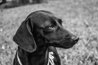 世界上最漂亮的犬种图,世界上最漂狗的图片