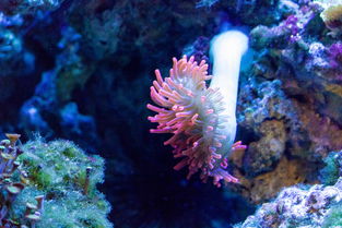 世界上最养眼的海洋生物排名，世界上最养眼的海洋生物