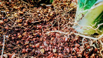 世界上最幸运的树枝，盘点世界上最幸运的人